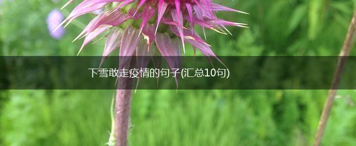 下雪敢走疫情的句子(汇总10句),第1张