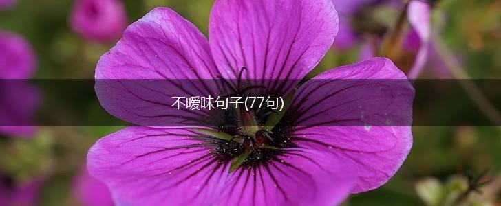 不暧昧句子(77句),第1张