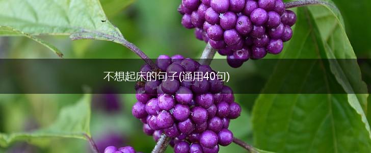 不想起床的句子(通用40句),第1张