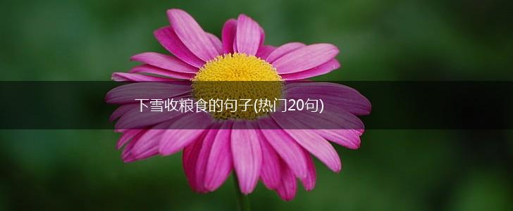 下雪收粮食的句子(热门20句),第1张