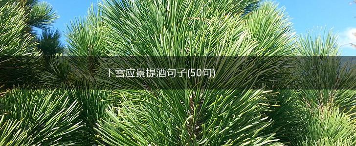 下雪应景提酒句子(50句),第1张