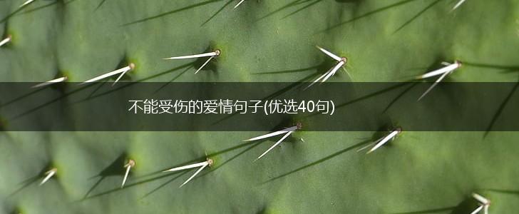 不能受伤的爱情句子(优选40句),第1张