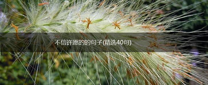 不信许愿的的句子(精选40句),第1张