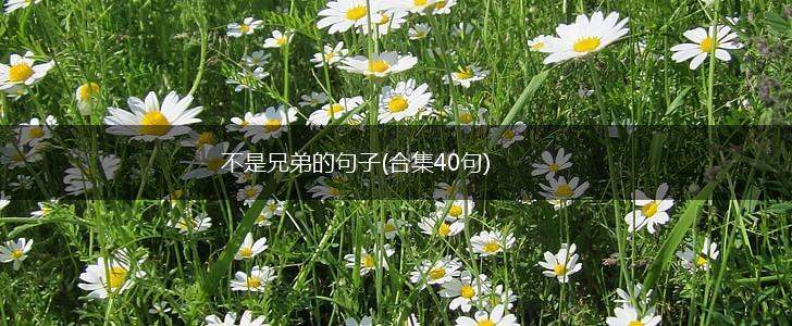 不是兄弟的句子(合集40句),第1张