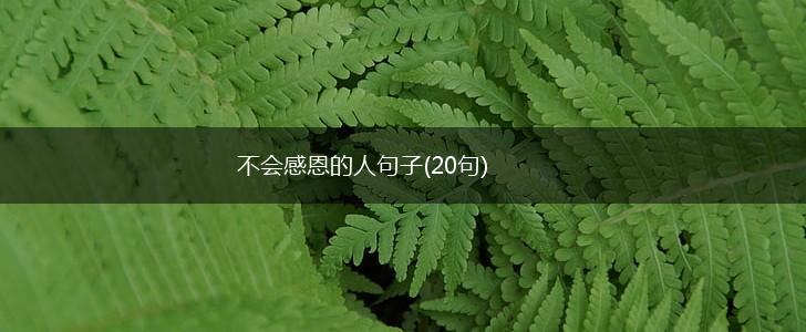 不会感恩的人句子(20句),第1张