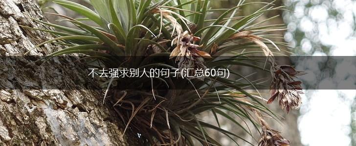 不去强求别人的句子(汇总60句),第1张