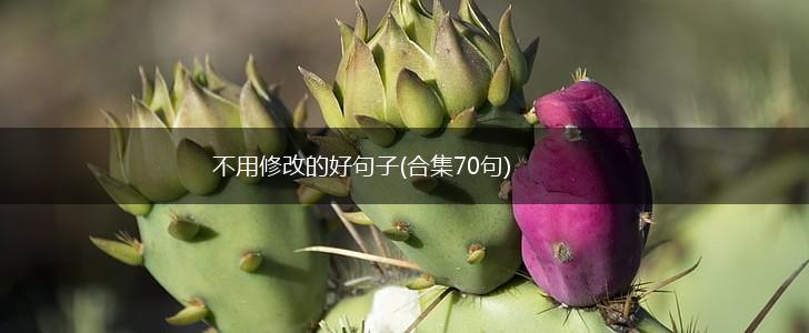 不用修改的好句子(合集70句),第1张