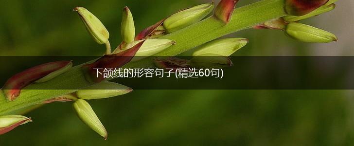下颌线的形容句子(精选60句),第1张