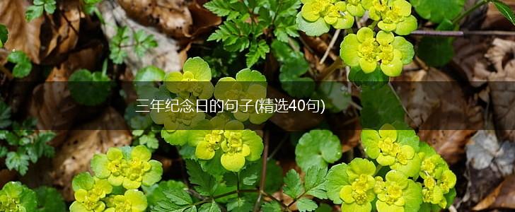三年纪念日的句子(精选40句),第1张