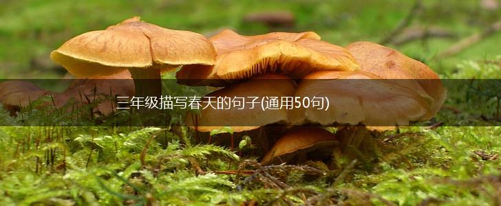 三年级描写春天的句子(通用50句),第1张