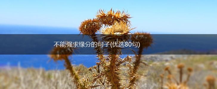 不能强求缘分的句子(优选80句),第1张
