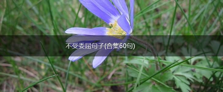 不受委屈句子(合集60句),第1张