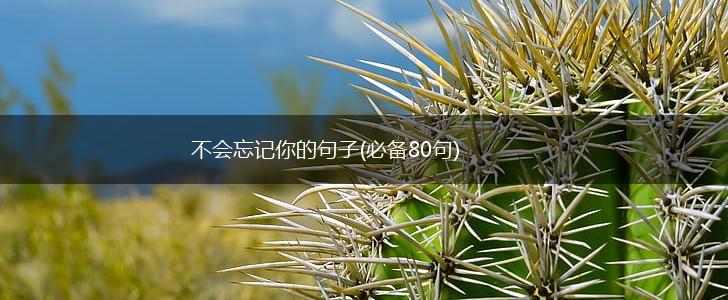 不会忘记你的句子(必备80句),第1张