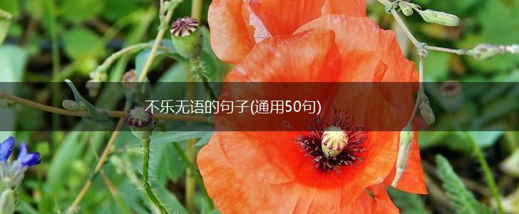 不乐无语的句子(通用50句),第1张