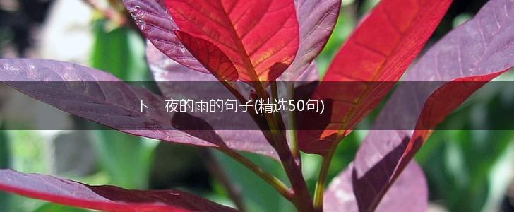 下一夜的雨的句子(精选50句),第1张