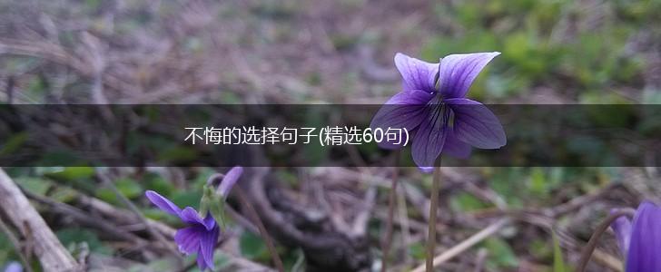 不悔的选择句子(精选60句),第1张