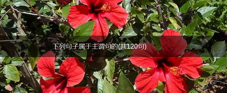 下列句子属于主谓句的(共120句),第1张