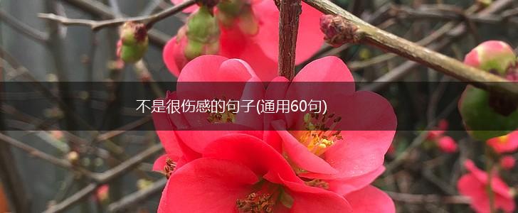 不是很伤感的句子(通用60句),第1张