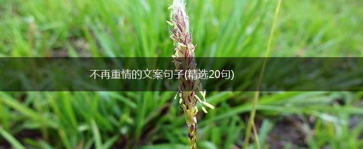 不再重情的文案句子(精选20句),第1张