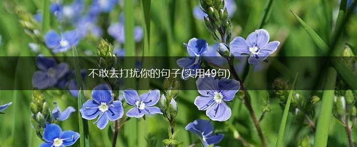 不敢去打扰你的句子(实用49句),第1张