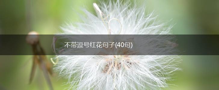 不带逗号红花句子(40句),第1张