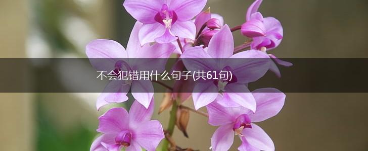 不会犯错用什么句子(共61句),第1张