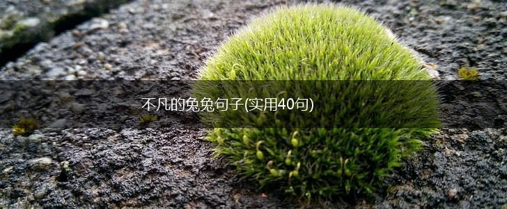 不凡的兔兔句子(实用40句),第1张