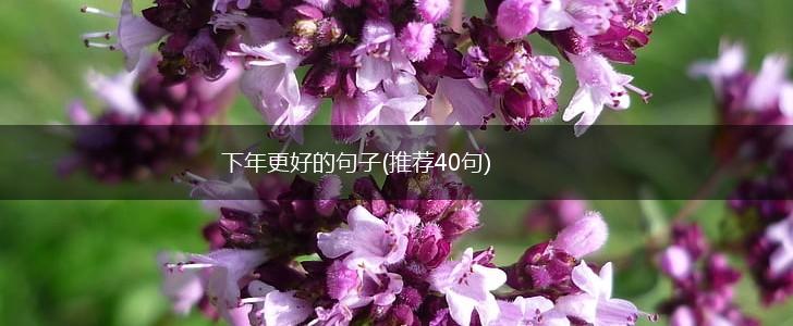 下年更好的句子(推荐40句),第1张