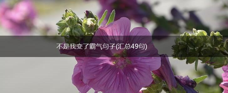 不是我变了霸气句子(汇总49句),第1张