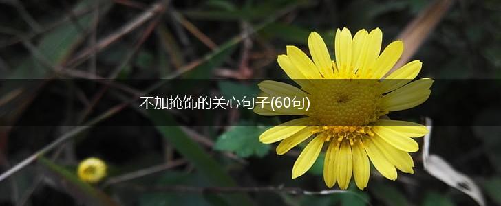 不加掩饰的关心句子(60句),第1张