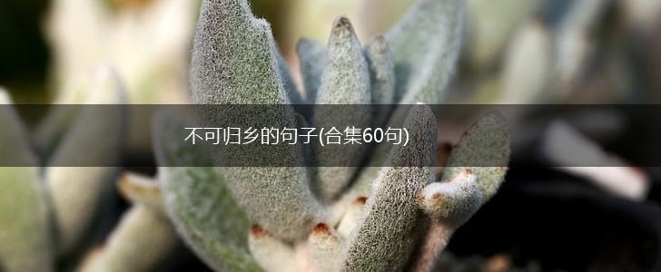不可归乡的句子(合集60句),第1张