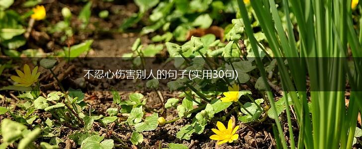 不忍心伤害别人的句子(实用30句),第1张