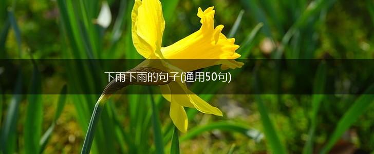 下雨下雨的句子(通用50句),第1张