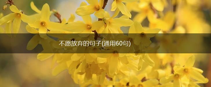 不愿放弃的句子(通用60句),第1张