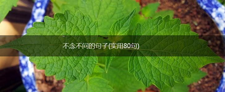 不念不问的句子(实用80句),第1张