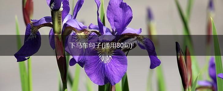 下马车句子(通用80句),第1张