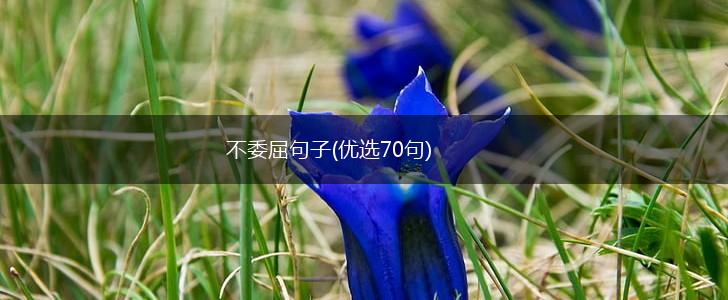 不委屈句子(优选70句),第1张