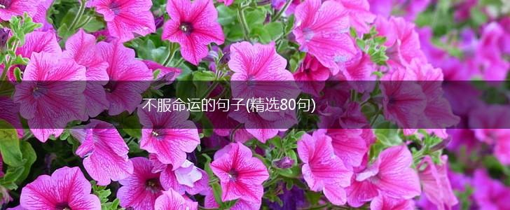 不服命运的句子(精选80句),第1张