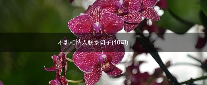 不想和情人联系句子(40句),第1张