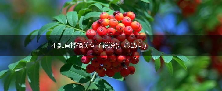 不想直播搞笑句子说说(汇总15句),第1张