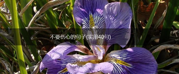 不要伤心的句子(实用40句),第1张