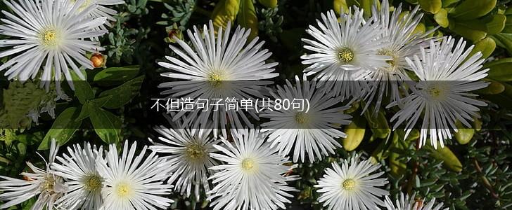 不但造句子简单(共80句),第1张