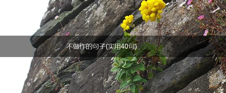 不做作的句子(实用40句),第1张