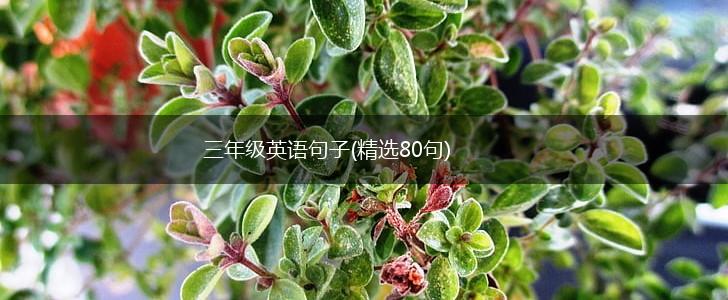 三年级英语句子(精选80句),第1张