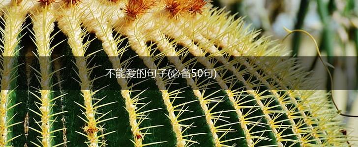 不能爱的句子(必备50句),第1张
