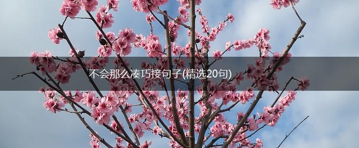 不会那么凑巧接句子(精选20句),第1张