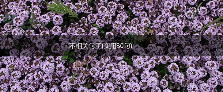 不相关句子(实用30句),第1张