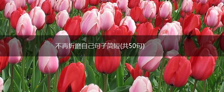 不再折磨自己句子简短(共50句),第1张