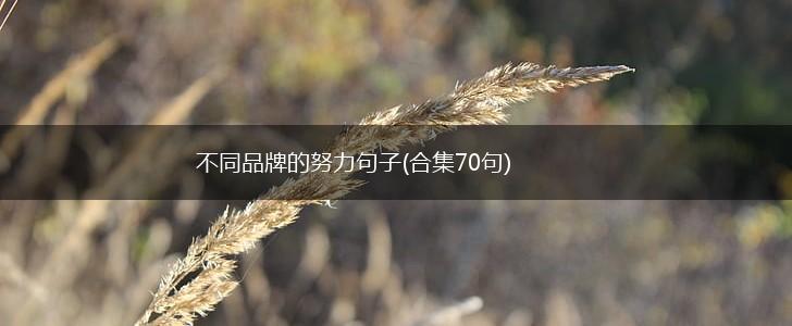 不同品牌的努力句子(合集70句),第1张