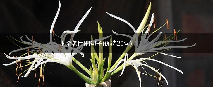 不杀老臣的句子(优选20句),第1张